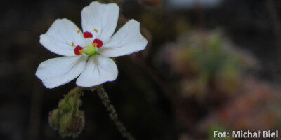 Drosera omissa x pulchella