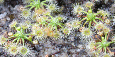 Drosera pygmaea {Kai Iwi Lakes}
