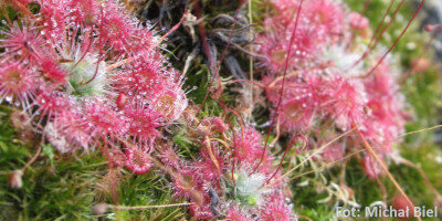 Drosera pygmaea {Kangaroo Island}
