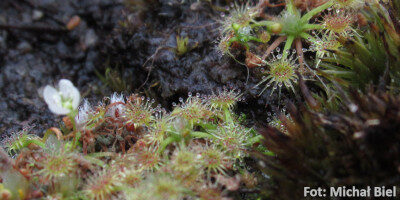 Drosera pygmaea {New Zealand}