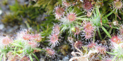 Drosera pygmaea {Sydney}