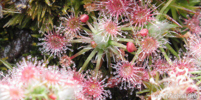 Drosera pygmaea {Sydney}