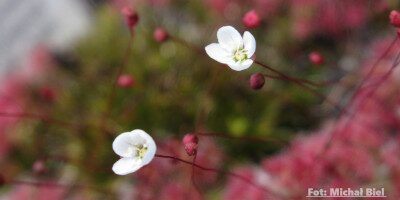 Drosera pygmaea {Cranbrook}