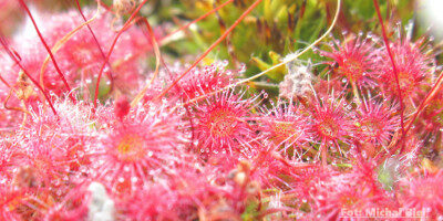 Drosera pygmaea {Cranbrook}