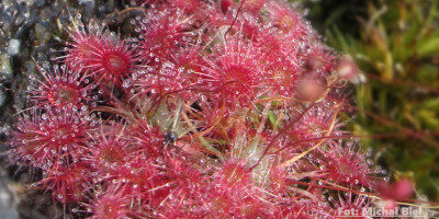 Drosera pygmaea {Cranbrook}