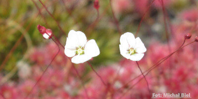 Drosera pygmaea {Cranbrook}