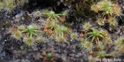 Drosera pygmaea {Kai Iwi Lakes}
