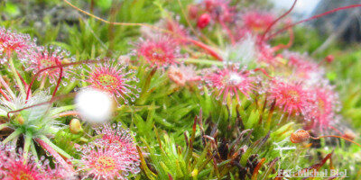 Drosera pygmaea {Kangaroo Island}
