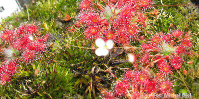 Drosera pygmaea {Kangaroo Island}