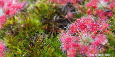 Drosera pygmaea {Kangaroo Island}