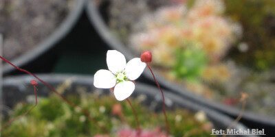 Drosera pygmaea {Kangaroo Island}