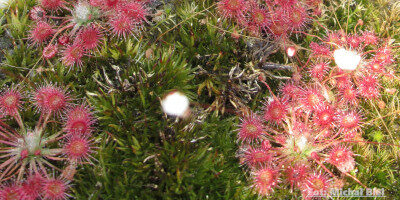 Drosera pygmaea {Kangaroo Island}