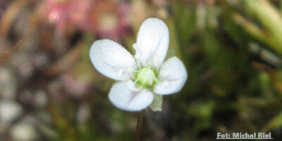 Drosera pygmaea {Kumeu}