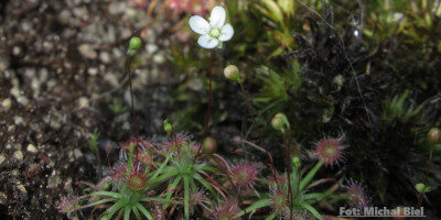 Drosera pygmaea {Kumeu}