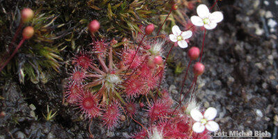 Drosera pygmaea {Kumeu}