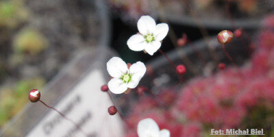 Drosera pygmaea {Mount Lofty}
