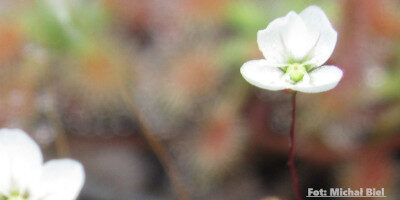 Drosera pygmaea {Mount Lofty}