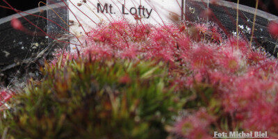 Drosera pygmaea {Mount Lofty}
