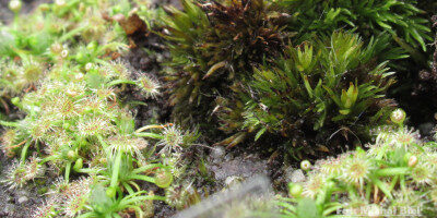 Drosera pygmaea {New Zealand}