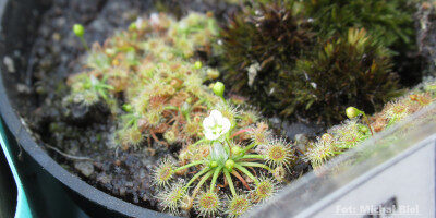 Drosera pygmaea {New Zealand}