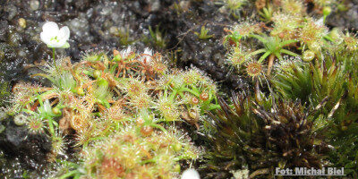 Drosera pygmaea {New Zealand}