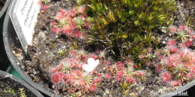 Drosera pygmaea {Tasmania}