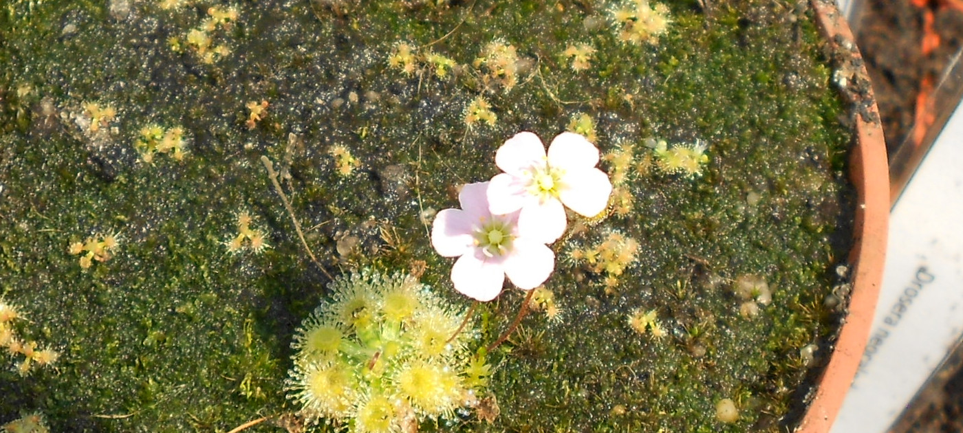 Drosera pulchella (All Green)