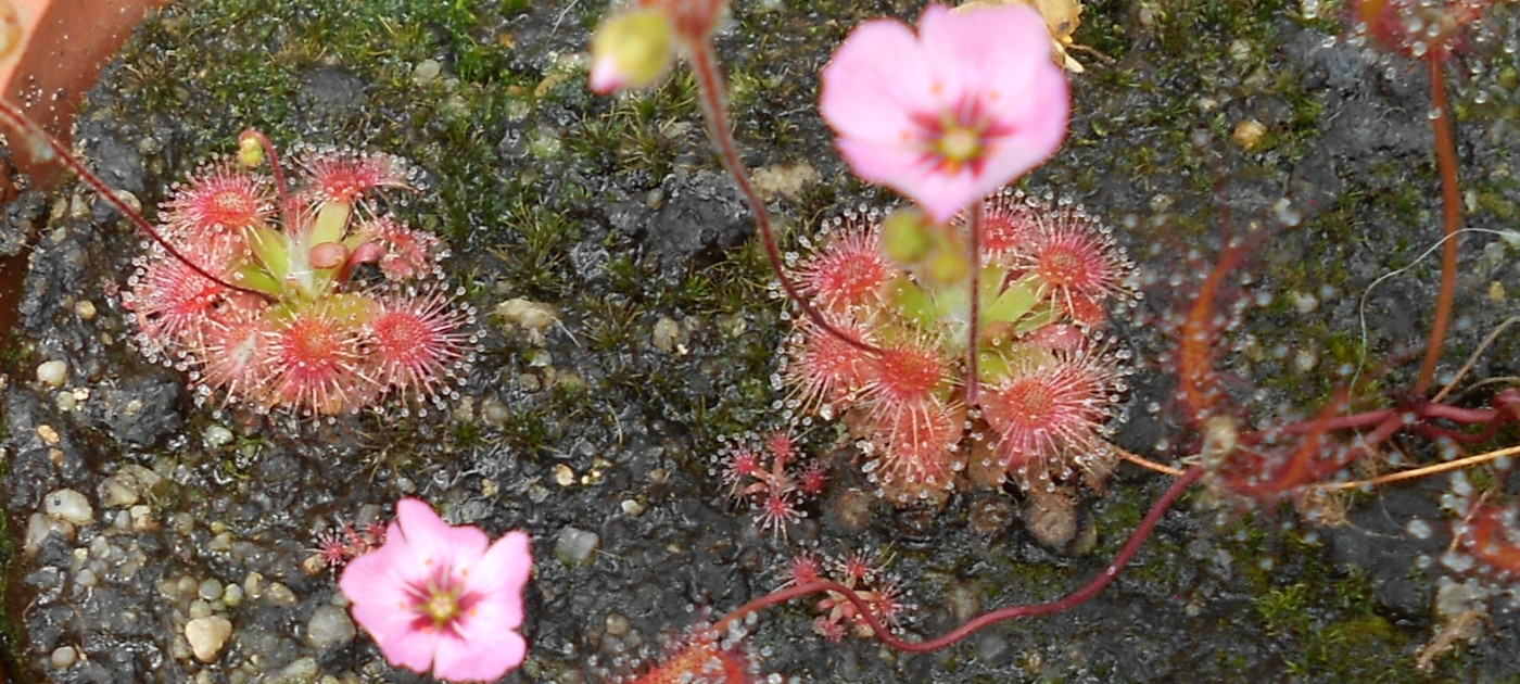 Drosera pulchella {Big Brook}