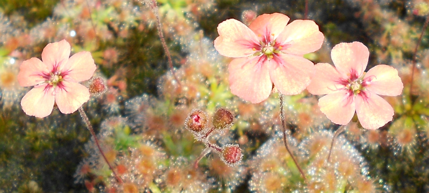 Drosera pulchella {Scott River}
