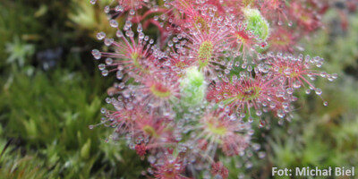 Drosera roseana