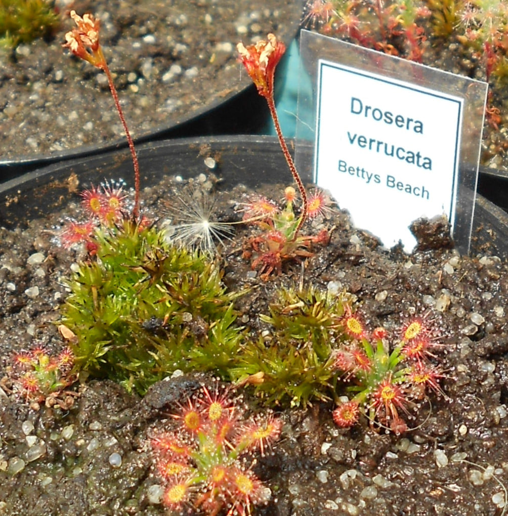Drosera verructa {Bettys Beach}