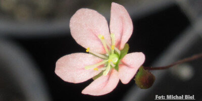 Drosera occidentalis {Frenchman Peak}