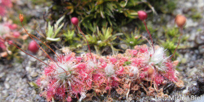 Drosera pygmaea {Little Bay}