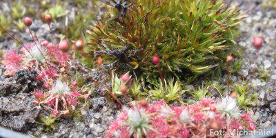 Drosera pygmaea {Little Bay}