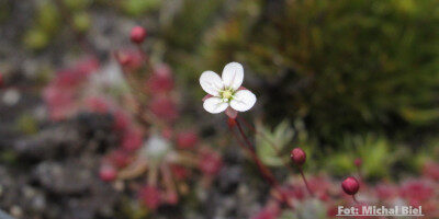 Drosera pygmaea {Little Bay}
