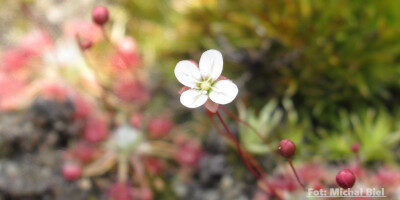 Drosera pygmaea {Little Bay}
